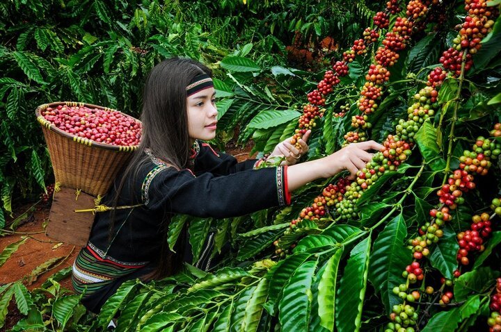 Vietnamese Coffee is the Future of Specialty Coffee & FifthSip is Leading the Way - FifthSip
